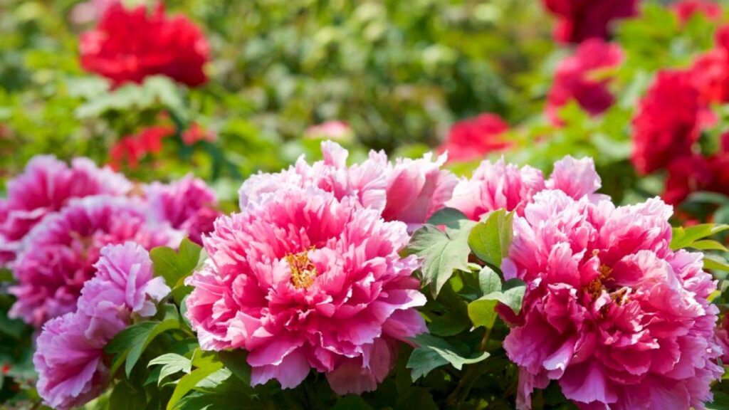 Top 5 Peony Varieties to Enhance Your Garden