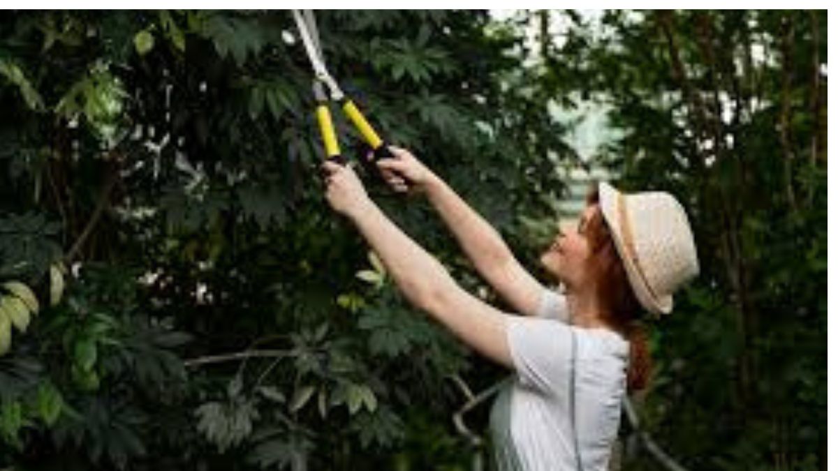How Tree Pruning Enhances Property Health and Growth