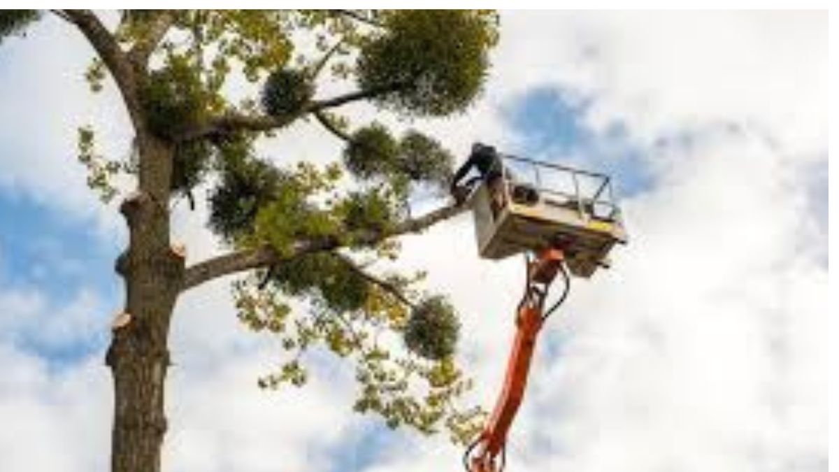 The Art and Science of Tree Maintenance